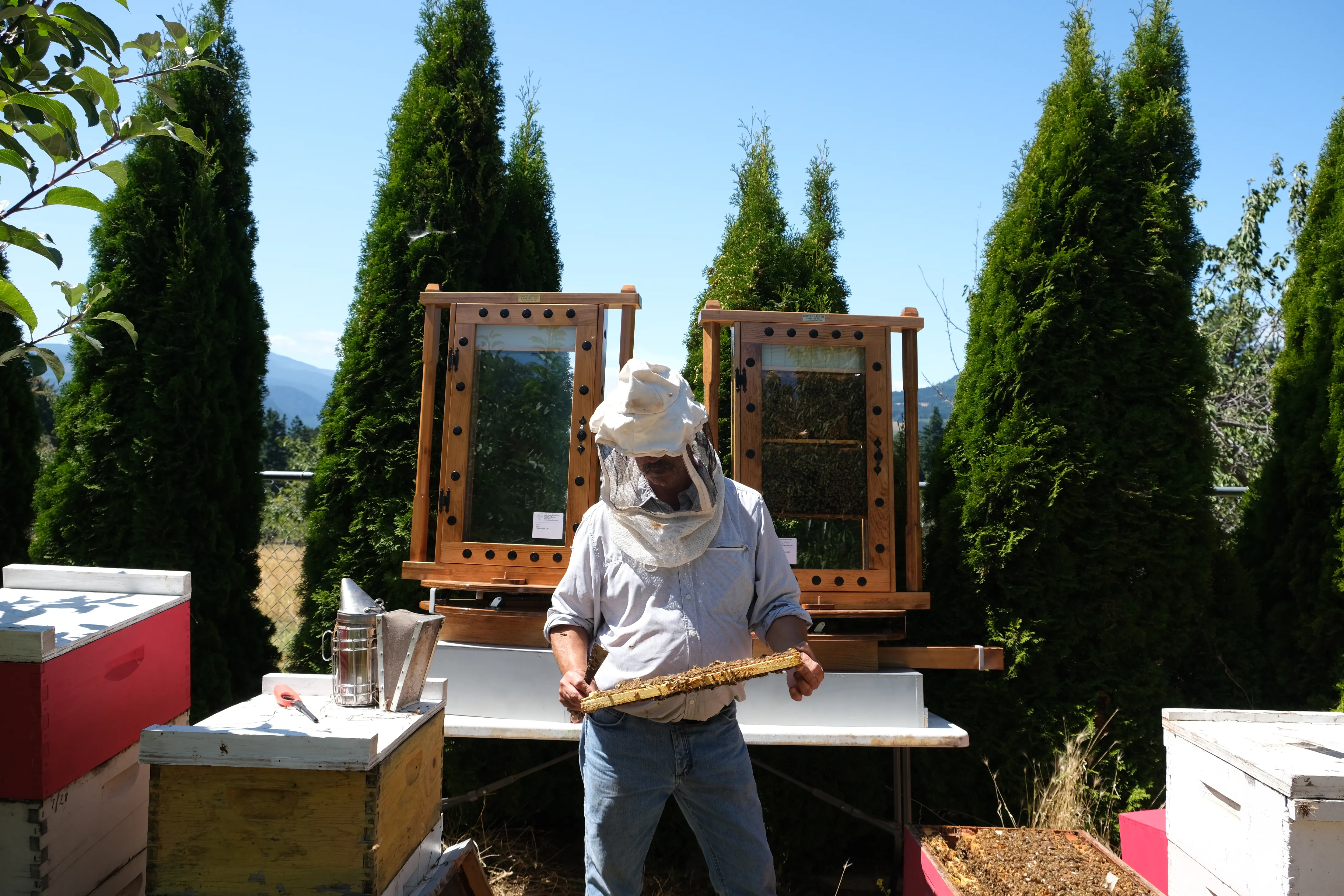 Retired teacher John Mattson prepares bees for a student lesson in White Salmon, August 2019